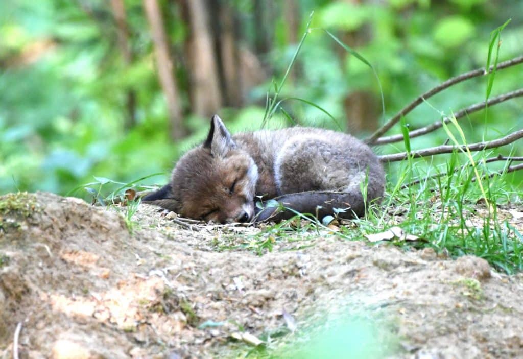 Photographie animalière Vosges renard