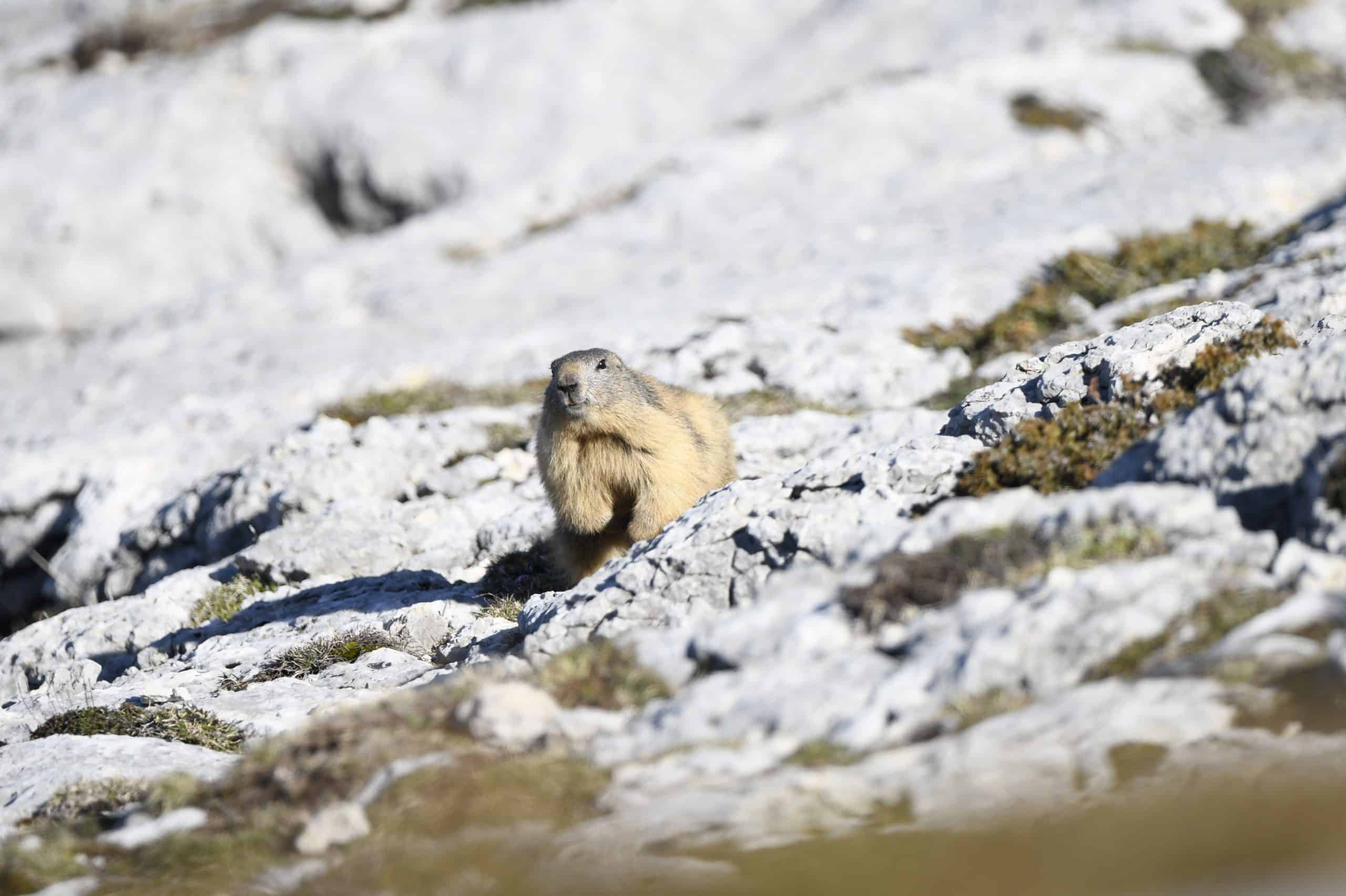 Photographe animalier Vosges marmotte