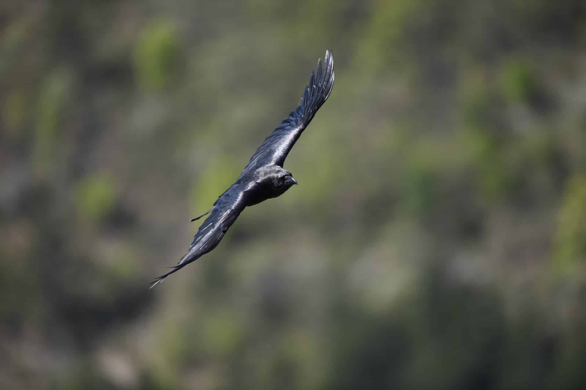 Photographie animalière Vosges Grand Corbeau