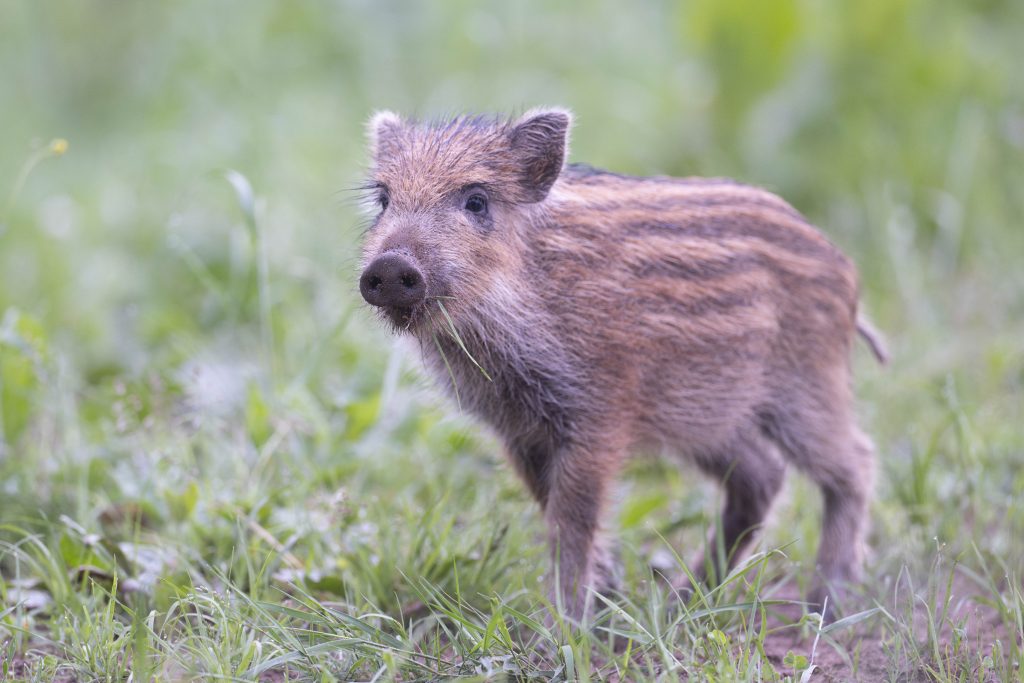 Stage photo animalière